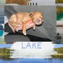 Lake - Apricot male Goldendoodle puppy in Prosperity, Pennsylvania from Stelladoodles & Company