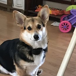 Macy - Pembroke Welsh Corgi