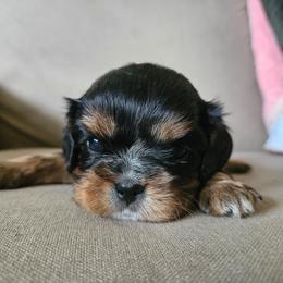 Mocha - Black and tan female Cavalier King Charles Spaniel puppy in Caledonia, Michigan from Magnolia Acres