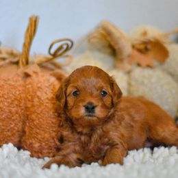 Aussiedoodle, Goldendoodle, and Miniature Australian Shepherd Puppies from JMR Aussies and Doodles