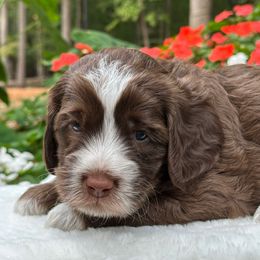 Paddington - Chocolate male Australian Labradoodle puppy in Mount Gilead, North Carolina from Tillery Labradoodles