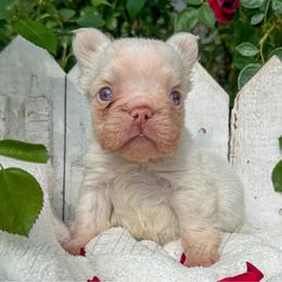 Ivory - Cream female French Bulldog puppy in Tulsa, Oklahoma from EvergreenEliteKennel