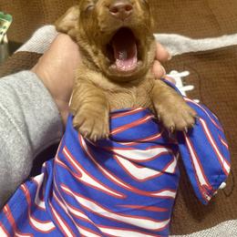 Clover - Red female Dachshund puppy in Buffalo, New York from Flanagan’s Pride of Scotland