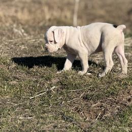 Skipper MALE - White male Boxer puppy in Madras, Oregon from BnT Boxers