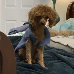 Stitch - Poodle