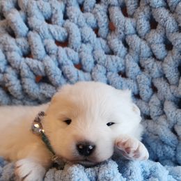 Samoyed Puppies from Limelight Samoyeds