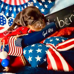 Liberty (light pink girl) 2887.70 - Black and tan female Dachshund puppy in Loris, South Carolina from Dogwood Mountain Dachshunds