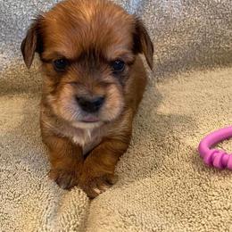 Dachshunds and Morkies from Amazing Morkies