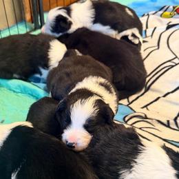 August - Black and white male Border Collie puppy in Lebanon, Oregon from Cahill’s Canines