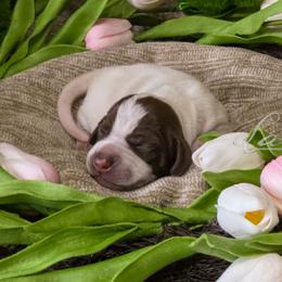 Olive male - Liver and white male German Shorthaired Pointer puppy in Kenai, Alaska from LakeHaus Kennels