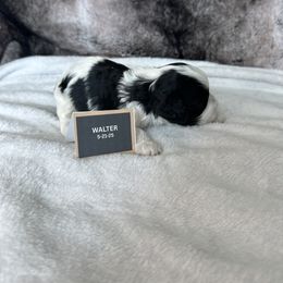 Walter - Black and white male Cavapoo puppy in Thorndale, Texas from Hattie’s Texas Cavapoos