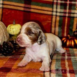 Dennis - Piebald male Dachshund puppy in Trinity, Texas from Signature Sloan - Long Hair Dachshunds