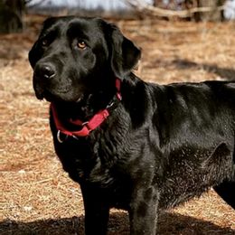 Labrador Retrievers from Turn Key Ridge