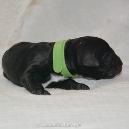 Oak - Black male Goldendoodle puppy in Lancaster, Pennsylvania from Doodles in the Skye