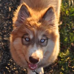 Native American Indian Dog Puppies from Seven Sisters Canids
