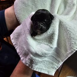 Boy 6 - male Cane Corso puppy in Winchester, Virginia from Paladin's Cane Corsos