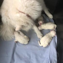 Girl 1 - White female American Eskimo Dog puppy in Chandler, Arizona from Colleen’s Eskimos