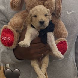 Crinkle - Cream male Goldendoodle puppy in Richmond, Texas from Harper’s Heartbeats