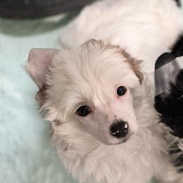 Seal - White male Chinese Crested puppy in New Smyrna Beach, Florida from FronkLinn Kennel