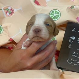 Girl 2 - female Brittany puppy in Downers Grove, Illinois from Attitude Brittanys