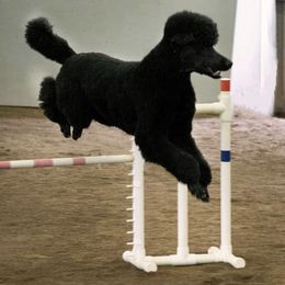 Poodles from Arreau