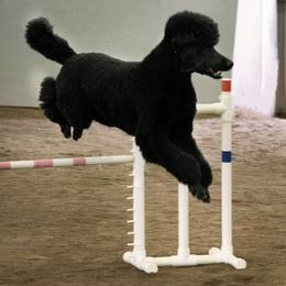 Poodles from Arreau