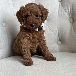 Missy ( White collar girl) - Red  female Goldendoodle puppy in Skamokawa, Washington from East Valley Pups