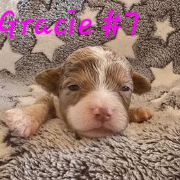 Dawn 7 - Red merle female Aussiedoodle puppy in Redding, California from House Merrills Minis and Doodles