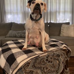 Amma - Boxer