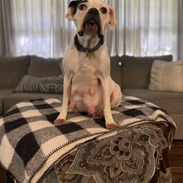 Amma - Boxer