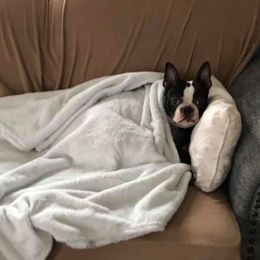 Boston Terriers from Pat 's Boston Terriers