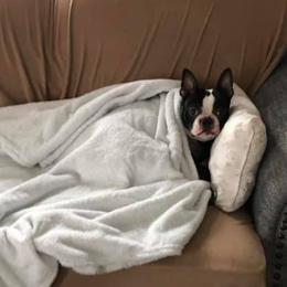 Boston Terriers from Pat 's Boston Terriers