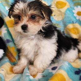 Sweet parti Chloe - Tri-color female Yorkipoo puppy in The Villages, Florida from My Precious Pups