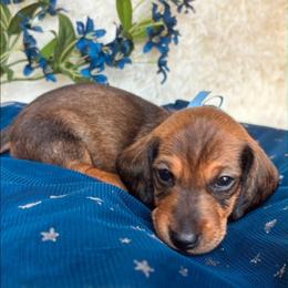 Blue Wave - Chocolate and tan male Dachshund puppy in Athens, Georgia from Grandma's Hotdogs