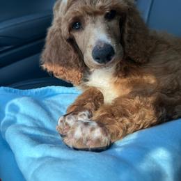 Paprika - Parti male Poodle puppy in Moncks Corner, South Carolina from Charleston Reds Standard Poodles and Whippets