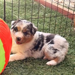 Valor - Blue merle female Australian Shepherd puppy in Placerville, California from BFF Aussies