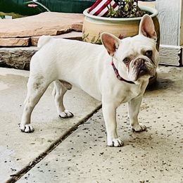 Jack - French Bulldog