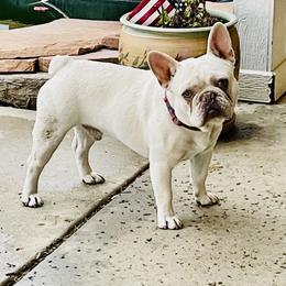 Jack - French Bulldog