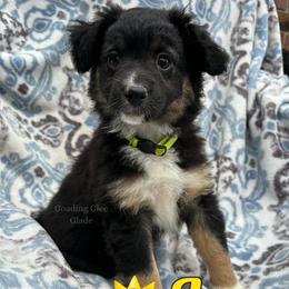 Joy - Black tri female Miniature Australian Shepherd puppy in Millington, Tennessee from Goading Glee Glade