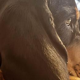 Basset Hounds from B-Town Basset Hounds
