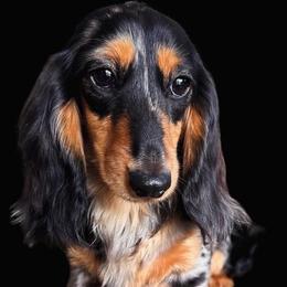 Sutton - Dachshund