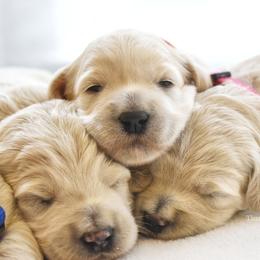 Toast (orange girl) - Cream female Goldendoodle puppy in Loveland, Ohio from Timberidge Goldendoodles