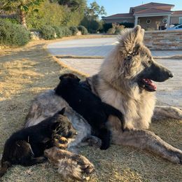 German Shepherd Puppies from Scenic Creek German Shepherds