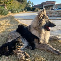 German Shepherd Puppies from Scenic Creek German Shepherds