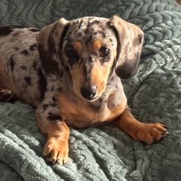 Pepper - Dachshund