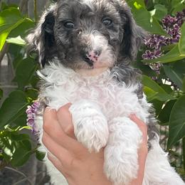 Beu - Black male Poodle puppy in Caldwell, Idaho from Treasure Valley Poodles