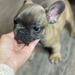 French Bulldog Puppies from Frnchi Faerie