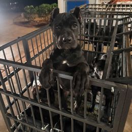 Purple collar - Black female Cane Corso puppy in Snellville, Georgia from A Really Good Kennel