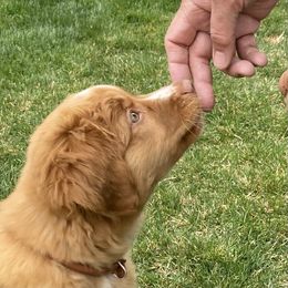 Nova Scotia Duck Tolling Retriever All Grown Up from Melinda Van's Nova Scotia Duck Tolling Retrievers