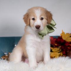Agave Ember - White and gold male Bordoodle puppy in Conway, Missouri from 2J 2K Bordoodles
